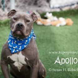 Pin On Pit Bull