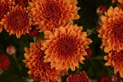 One Singular Sensation Longwood Gardens Longwood Gardens Chrysanthemum Chrysanthemum Plant