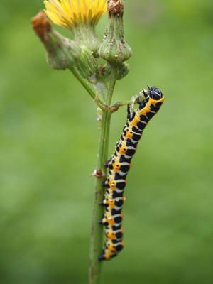 ボード 昆虫 爬虫類 他 写真 のピン