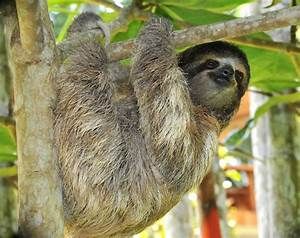 Amazon Rainforest Animals For Kids Amazing Wallpapers