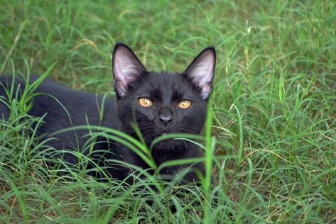 gato en habitat