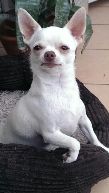 30 Best Dog Names For Mighty Little Chihuahuas Pictures Cute