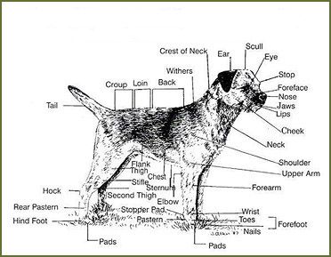 Standartnoe Izobrazhenie Porody Dog Anatomy Border Terrier