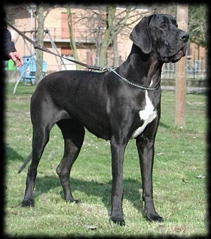 Great Danes Are Very Calm And Affectionate Dog Lovers Great