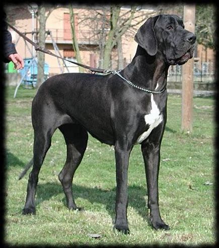 great dane long hair