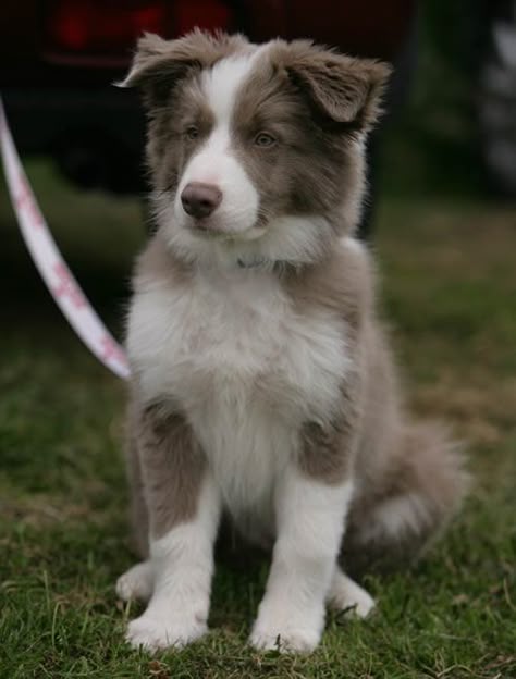 Border Collie Puppies Border Collie Puppy Pictures Photos Pics