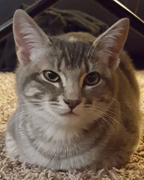displeased with the new second cat loaf catloaf pinterest cat displeased with the new second cat loaf catloaf pinterest cat
