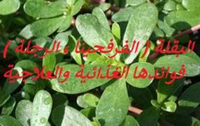 البقلة الفرفحينا الرجلة فوائدها الغذائية والعلاجية Plants Blog Posts Blog