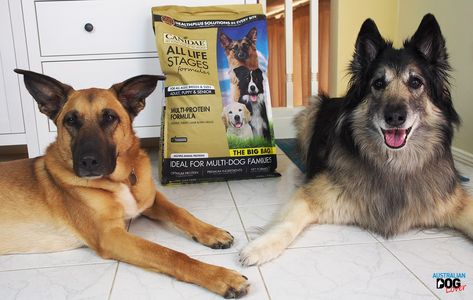 Canidae Dog Food Reviews >> Pinterest Pinterest Canidae Dog Food Reviews >> Pinterest Pinterest