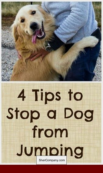 How To Train A 1 Year Old Rescue Dog Dogtraining