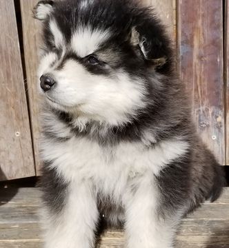 Litter Of 7 Alaskan Malamute Puppies For Sale In Powell Wy Adn