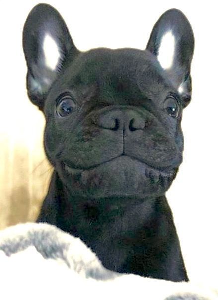 Gimme A Smile Adorable French Bulldog Puppy Buldog Via
