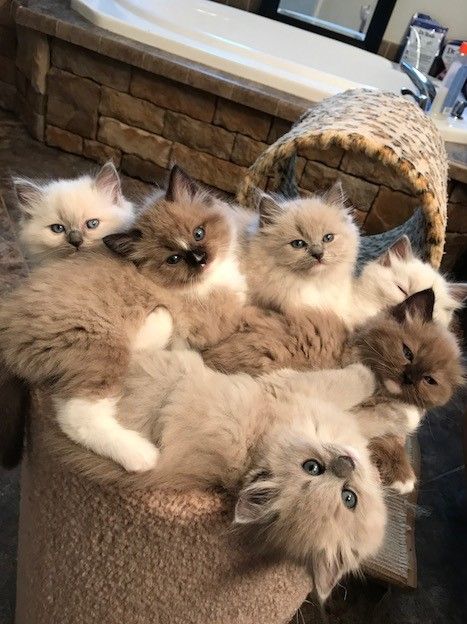 100 Sushi Ideas In Crazy Cats Beautiful Cats Cats And Kittens 100 Sushi Ideas In Crazy Cats Beautiful Cats Cats And Kittens