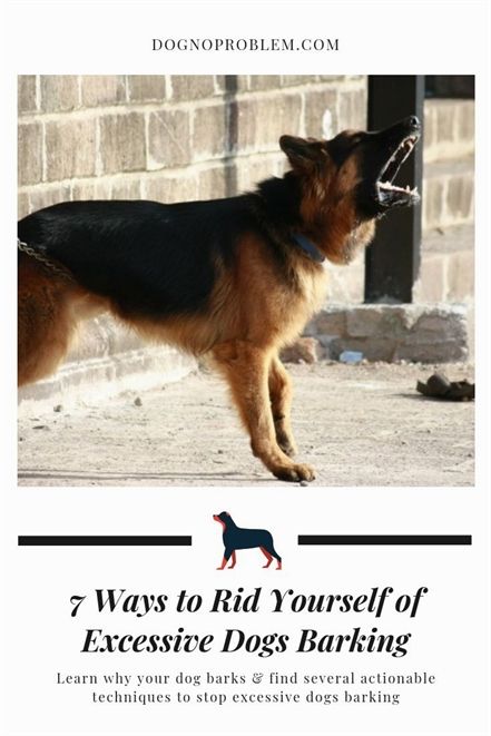 Dog Training For Kids Dog Training Tallahassee Dog Training