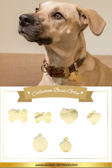 71 Idees De Medailles Chien Chat En 21 Medaille Chien Medaille Chien 71 Idees De Medailles Chien Chat En 21 Medaille Chien Medaille Chien