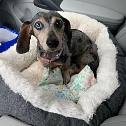 Available Pets At All Texas Dachshund Rescue In Pearland Texas
