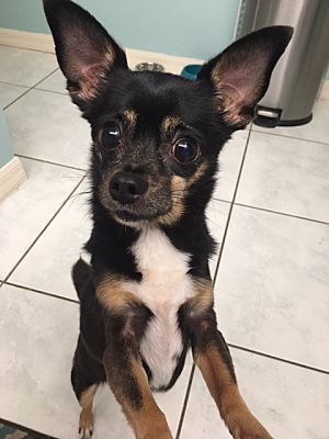 Ft Myers Beach Fl Chihuahua Meet Pocket Size A Pet For