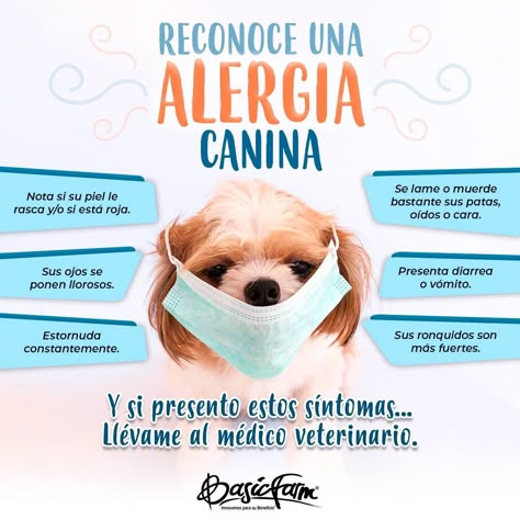 900 Ideas De Doggies Tk L En 2021 Perros Mascotas Cosas Para Perros
