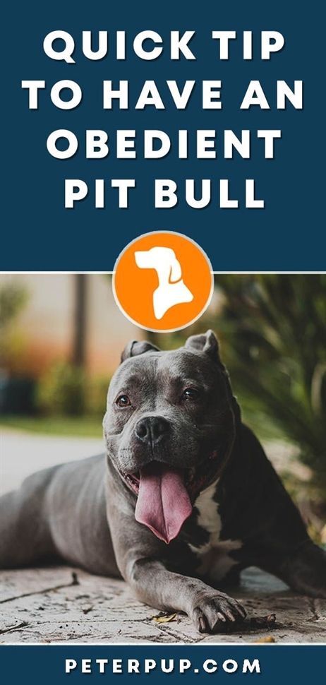 Learning To Train A Disobedient Dog Pitbulls Basic Dog Training