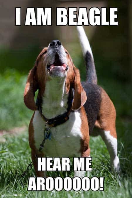 25 Happy Birthday Wishes Beagle Puppy Cute Beagles Cute 25 Best Beagle Memes Funny Beagle Memes Quickmeme Memes Beagle In 2020 Cute Beagles Beagle Puppy Cute Animals