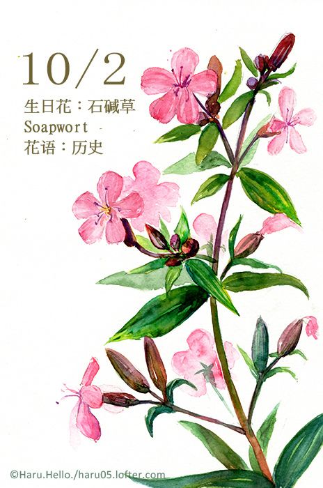24 一日一花10月生日花ideas Flower Drawing Watercolor Flowers Watercolor Art 24 一日一花10月生日花ideas Flower Drawing Watercolor Flowers Watercolor Art