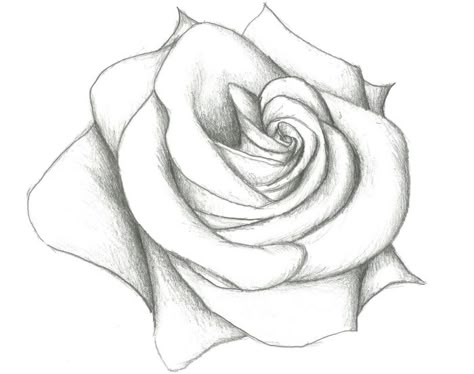 Image Fleurs Rose Dessin Vecteurs Et Illustration Image