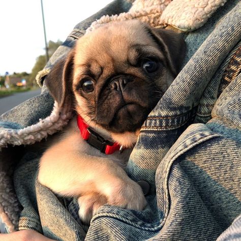 Pin By Georgia Collie On Pugs Baby Pugs Cute Pugs Cute Baby