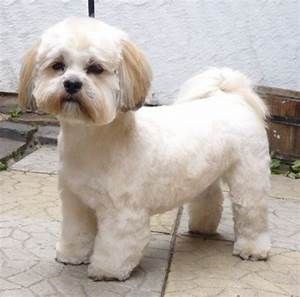 lhaasa apso pierdere în greutate