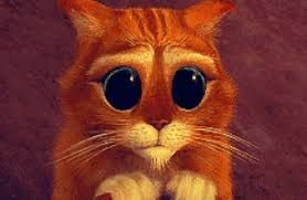 Kartinki Po Zaprosu Cat Shrek Eyes Chat Potte Gif Mignon Animales
