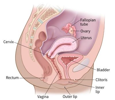 Can you get cancer from sex