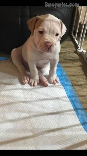 Find Your Dream Puppy Of The Right Dog Breed At Dog Breeds
