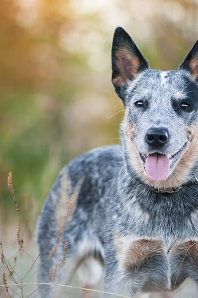 How To Train Your Australian Cattle Dog To Herd Australian