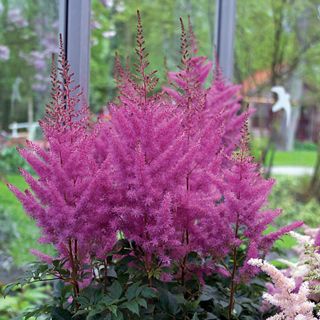 68 Astilbe Ideas Astilbe Plants Spirea