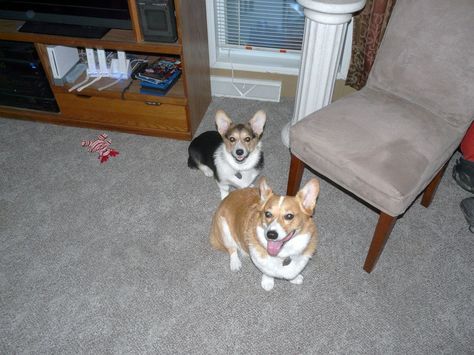 Abbey Our Almost 2 Yr Old Red Headed Tricolor Pembroke Welsh Corgi