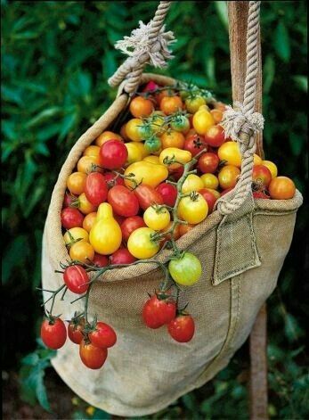 Pin De Vertus En De La Huerta Frutas Y Vegetales Plantar Verduras Canasta De Frutas