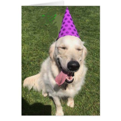 Golden Retriever In Party Hat Happy Birthday Greet Card Zazzle