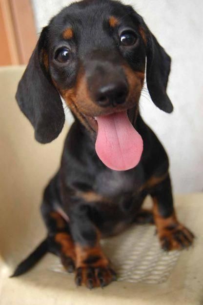 Read Up On What To Expect Once You Bring Home Your Dachshund Puppy