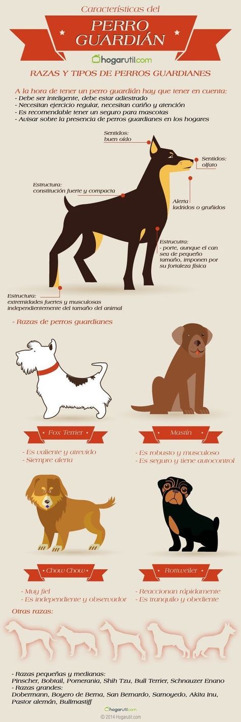 Cuida A Tu Cachorro Uwu