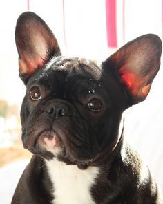 Discover The Playful Frenchie Puppies Frenchbulldogofinstagram