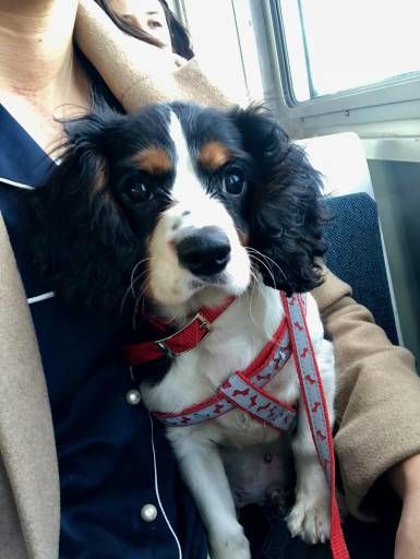 Find Your Dream Puppy Of The Right Dog Breed At Puppies King