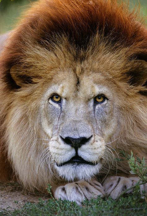 Barbary Lion Adult Male Atlas Or Barbary Lion Panthera Leo Leo Terry Whittaker Felino