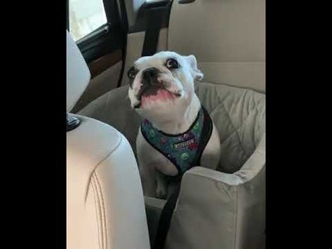 French Bulldog Is Complaining To His Mom For Not Going To The Park
