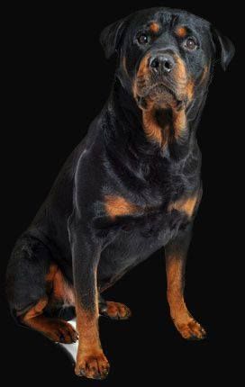 Pin By Jovanovic Zoran On Rotweiler Dogs Puppies Rottweiler