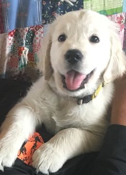 Litter Of 8 Golden Retriever Puppies For Sale In Kiel Wi Adn