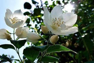 10 Flower Name In English English Grammar Here English Flower Grammar In 2020 Flowers Name In English Flower Names English Flowers