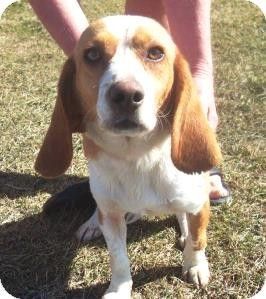 Adoptable Beagle Bartonsville Pa Beagle Meet Joe A Dog For