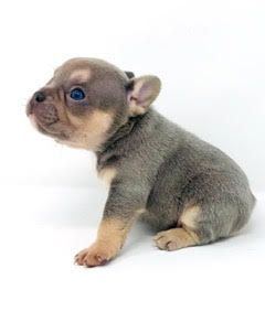 Lilac With Tan Points Male French Bulldog Available Top Quality