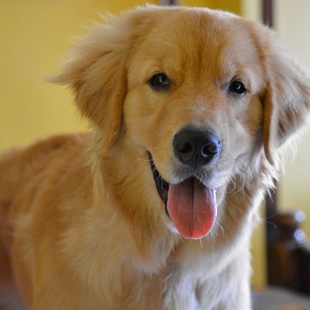 Remove All The Stress Of Owning A Golden Retriever Dog Behaviour