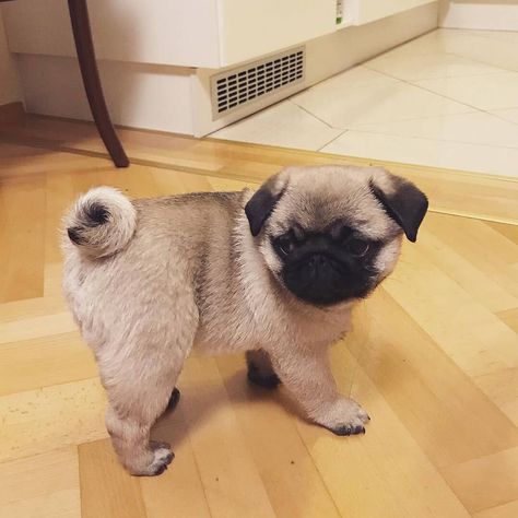Pug Life Pug Dogs Pug Puglife Pugoftheday Pugpuppy