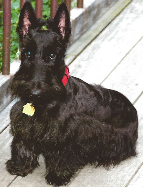 Mountain View Dog Breeders Of Westie And Scottish Terriers And